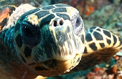 Raja Ampat 2016 - Eretmochelys imbricata - Turtle - Tortue imbriquee - IMG_4580_rc